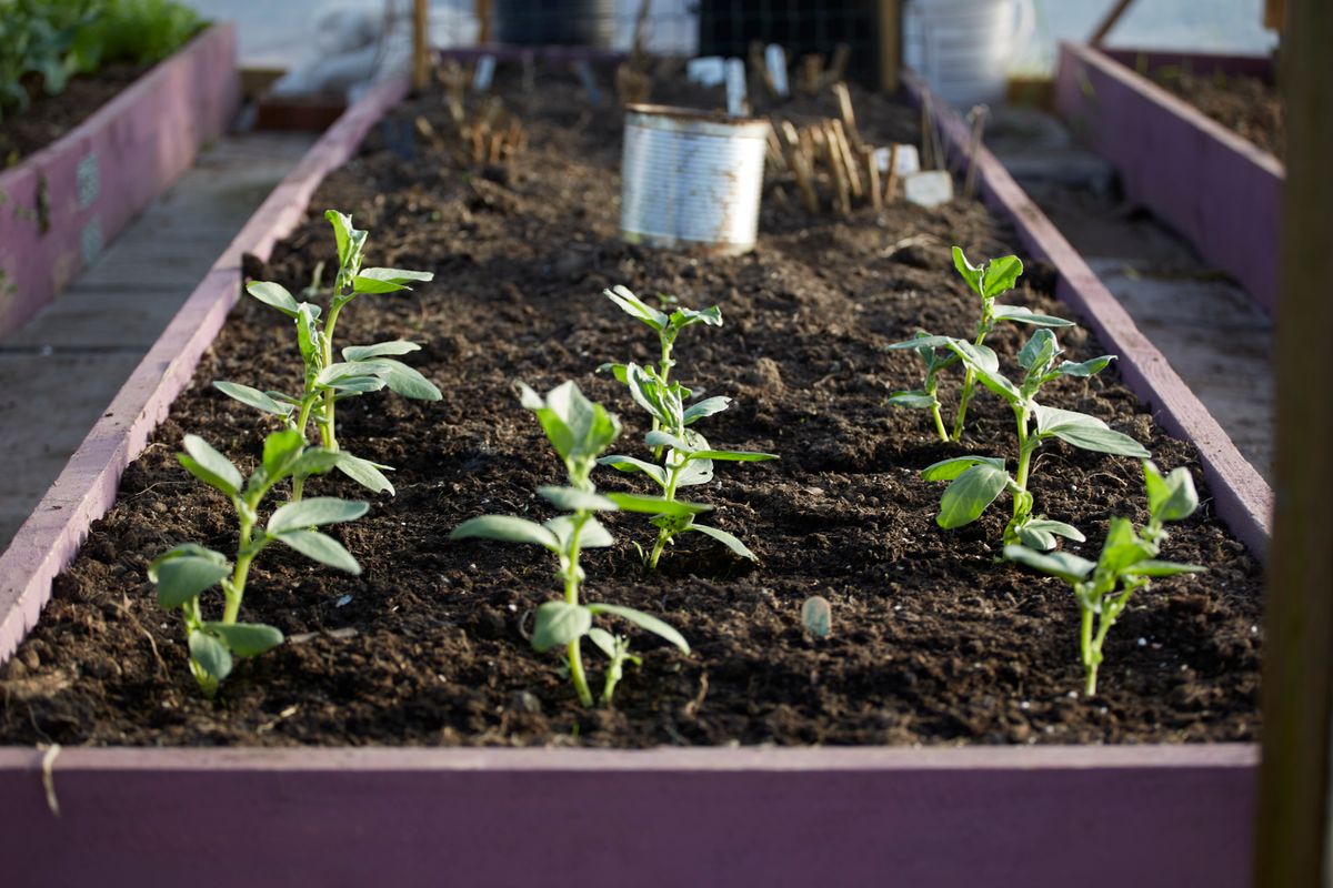اونچے بستر (raised bed) میں اگتے ہوئے سرسبز پودے — ادرک کے لیے بھربھری اور اچھی نکاسی والی زمین ضروری ہے