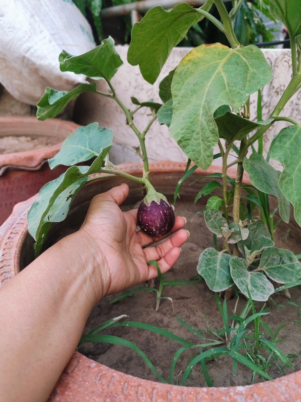 بینگن کی نرسری کے چھوٹے پودے — صحت مند پنیری کامیاب کاشت کی بنیاد ہے