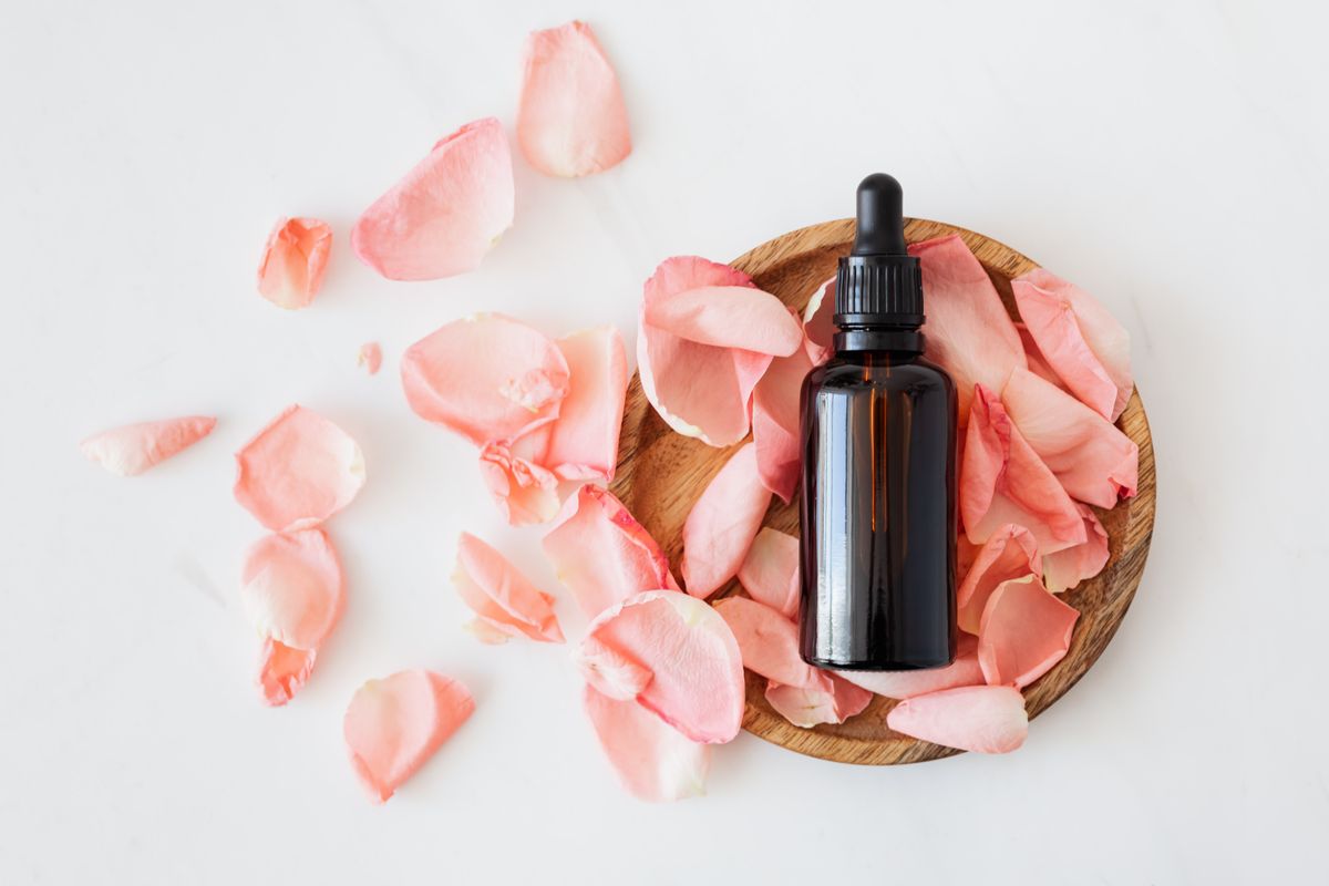 گلاب کی پتیوں سے عطر بنانے کی تیاری — عطر بنانے کا طریقہ ڈسٹلیشن