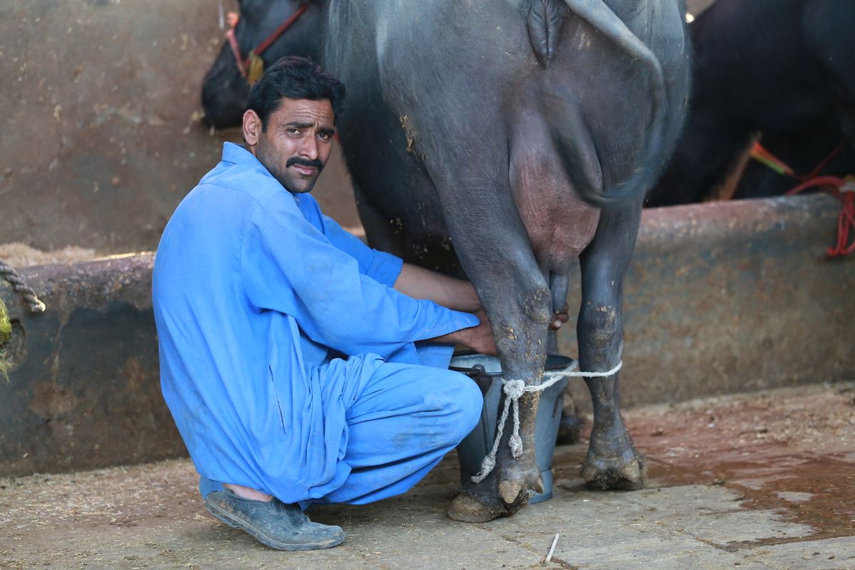 کراچی میں کسان بھینس کا دودھ نکالتے ہوئے — باقاعدہ اور مکمل دوہائی دودھ کی پیداوار برقرار رکھتی ہے