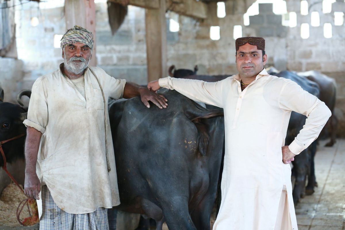کراچی کے ایک باڑے میں کسان اپنے دودھیل جانوروں کے ساتھ کھڑے ہیں — درست انتظام منافع کا ضامن ہے